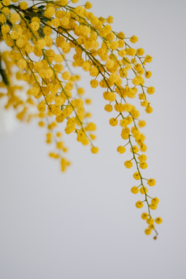 fiori per la festa della donna
