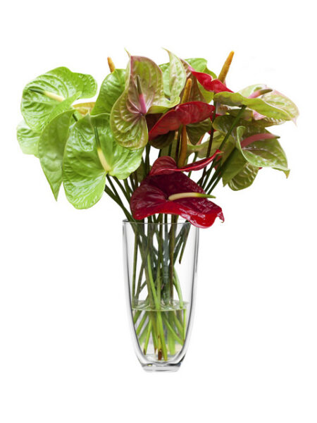 bouquet di anthurium