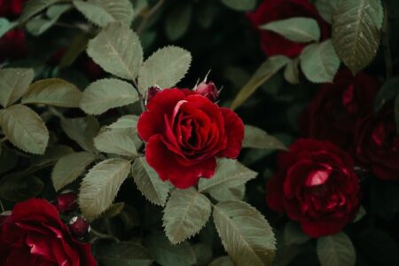 regalare una rosa rossa