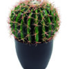 Pianta grassa Bag Cactus