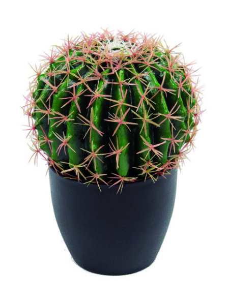 Pianta grassa Bag Cactus