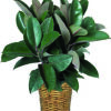 Pianta Ruber Plant