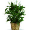 Pianta Spathiphyllum