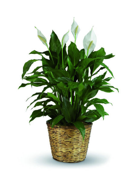 Pianta Spathiphyllum