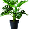 Pianta Tropicale