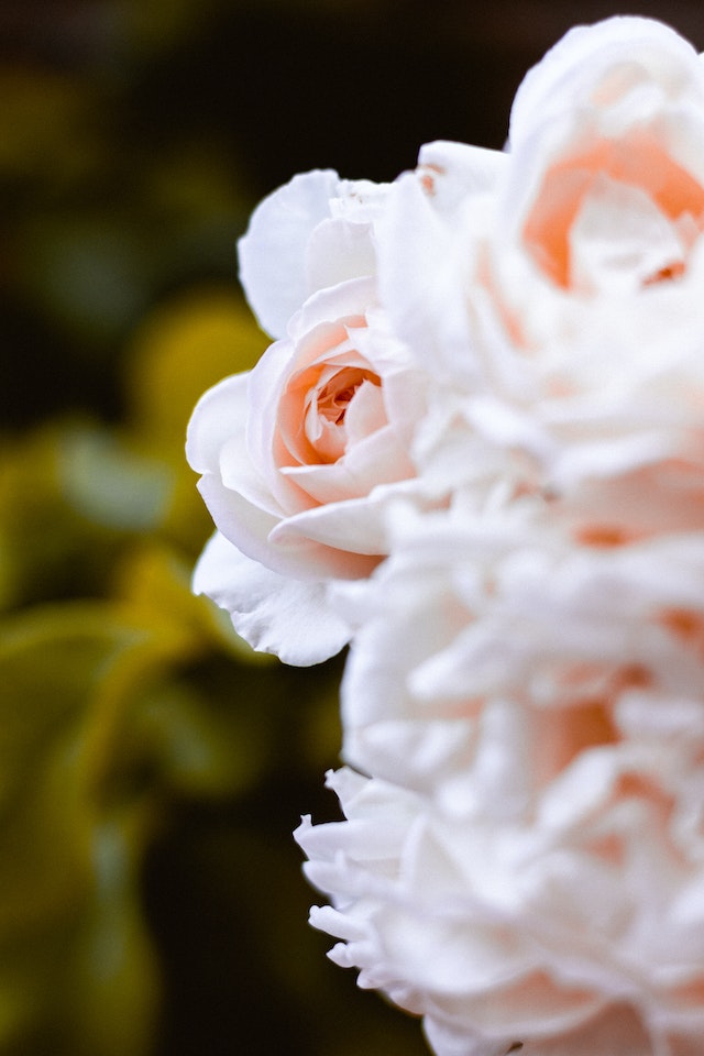 fiori per 18 anni