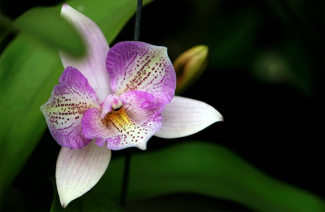 rinvaso e cura delle orchidee