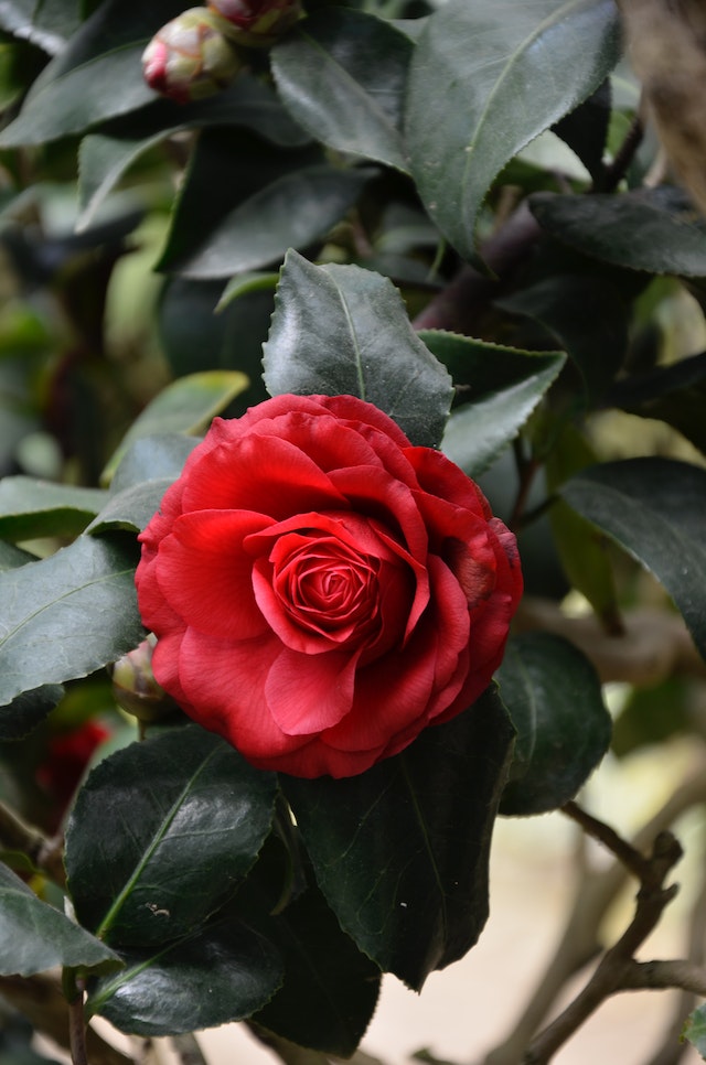 rose come coltivarle