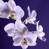 come curare un'orchidea sfiorita