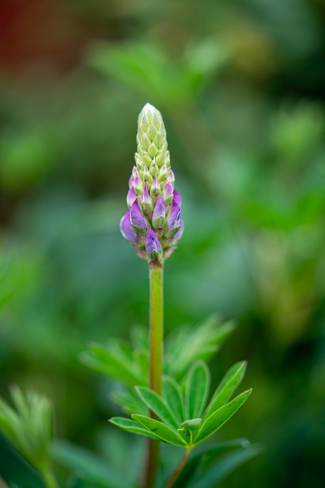 le piante da giardino