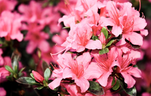 cura dell'azalea
