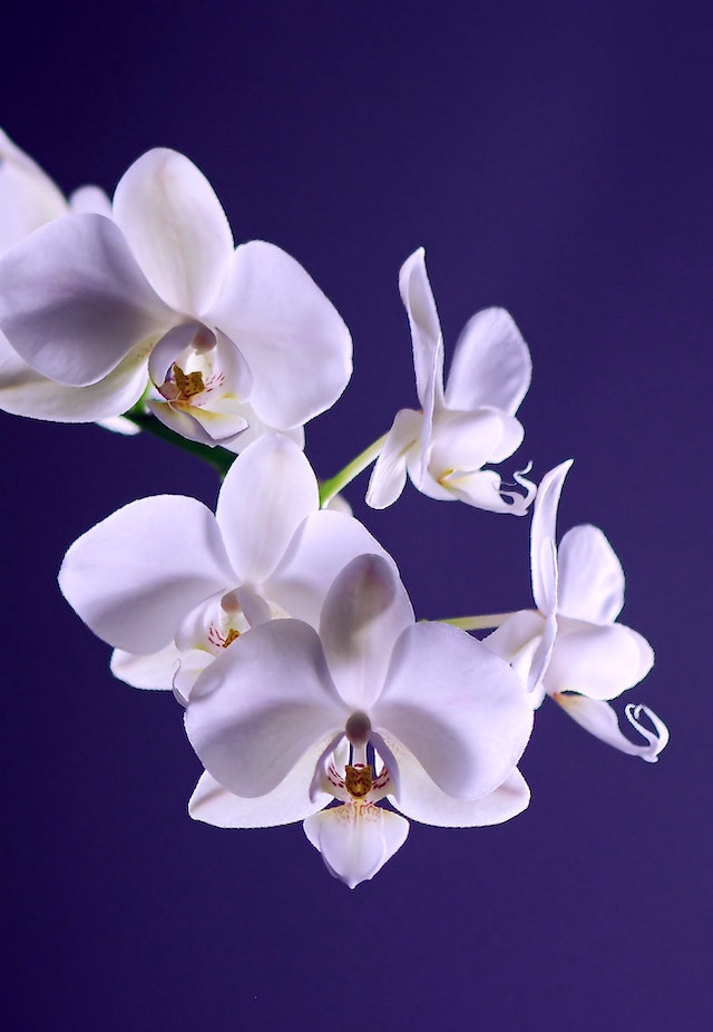 come favorire la fioritura delle orchidee