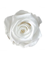 rosa bianca stabilizzata
