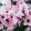 coltivare i fiori in casa
