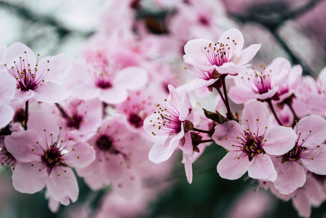coltivare i fiori in casa