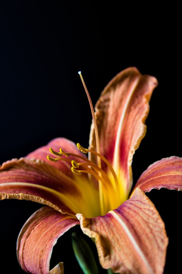 hemerocallis