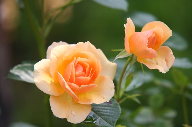 fiori a domicilio