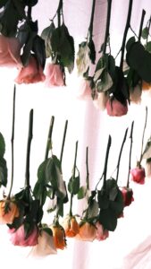 come essiccare i fiori