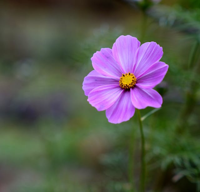fiori autunnali