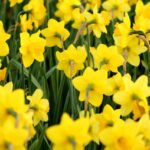 fiori gialli autunnali