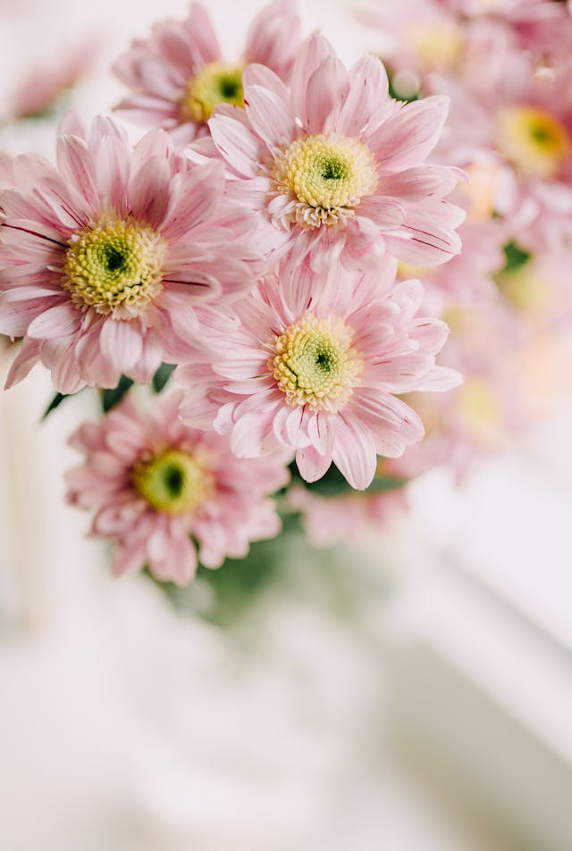 dillo con un fiore le frasi giuste da utilizzare