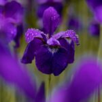 fiori e sentimenti