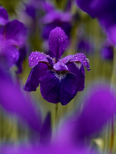 fiori e sentimenti