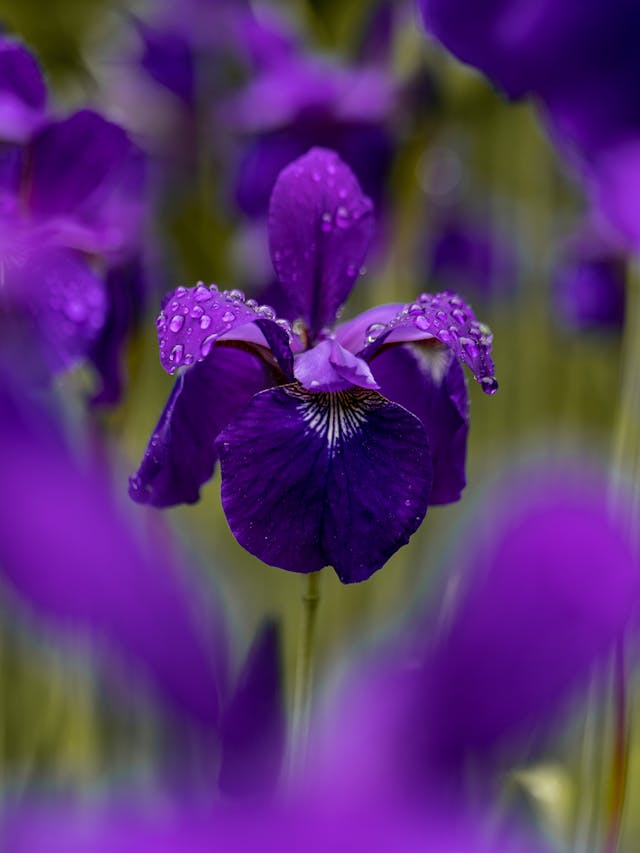 fiore di iris