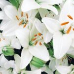 bouquet di fiori per chiedere scusa