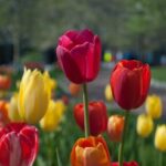 come portare colore con i fiori