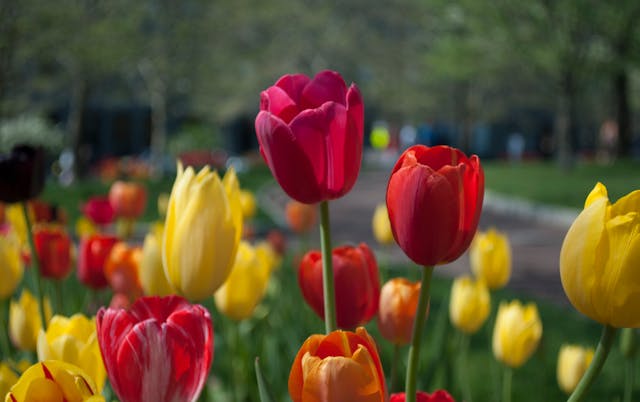 tulipani gialli un tocco di luce