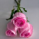 regalare dei fiori a san valentino