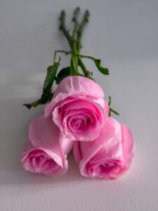 regalare dei fiori a san valentino