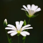 i fiori bianchi sono i più profumati
