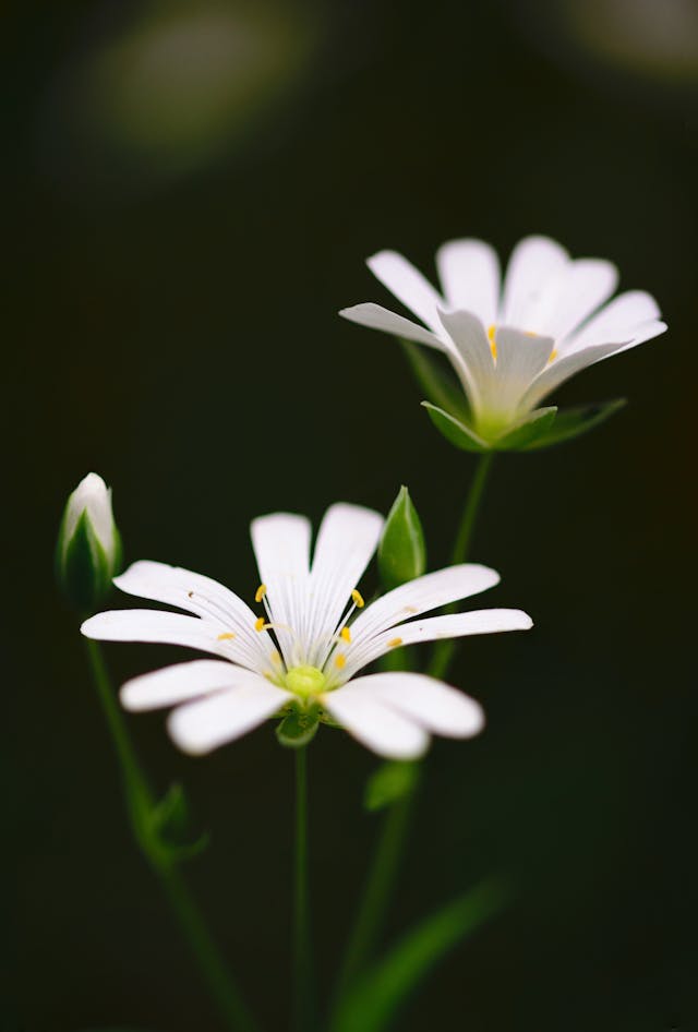 i fiori bianchi sono i più profumati
