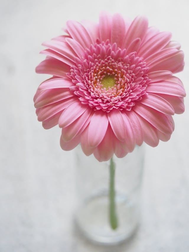 quali sono i fiori che piacciono di più alle donne