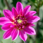 simbolismo e significato nel colore dei fiori