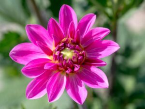 simbolismo e significato nel colore dei fiori