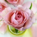 perchè la rosa è il fiore più popolare