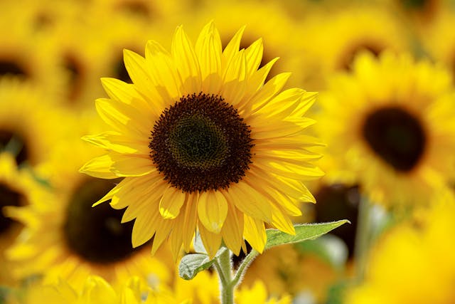 girasoli un messaggio di sole