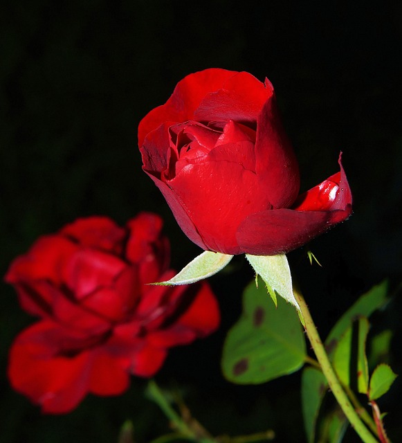 rose rosse simbolo di amore sincero