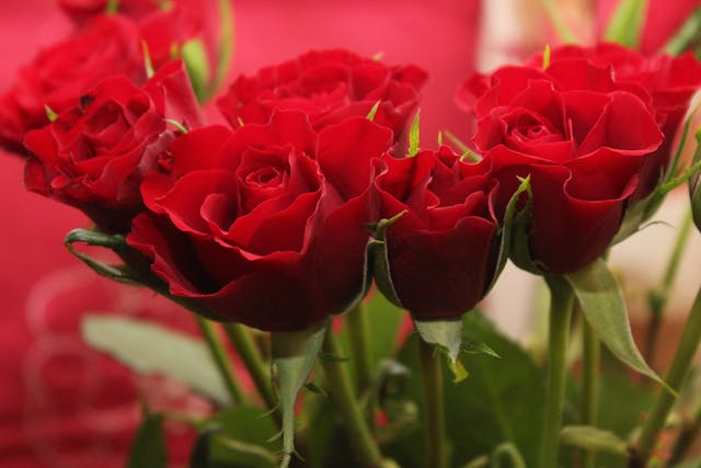 50 rose rosse per dirti quanto ti amo